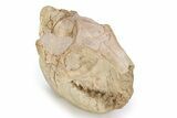 Fossil Oreodont (Merycoidodon) Skull - South Dakota #249247-2